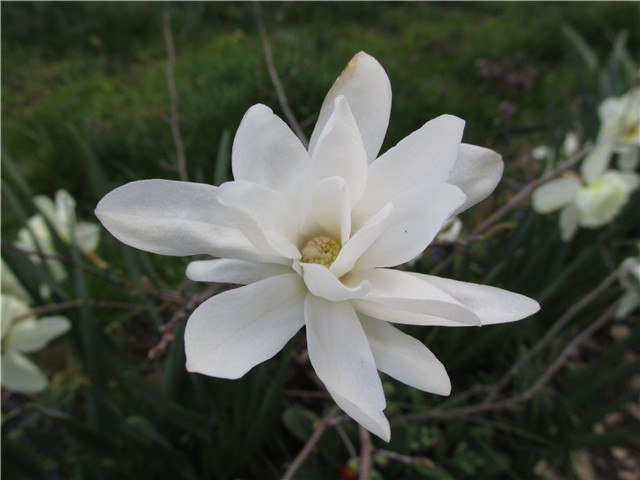 magnolija stellata